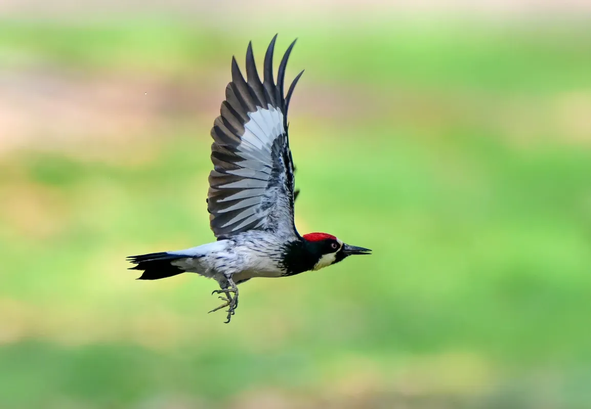 高精度オートフォーカス