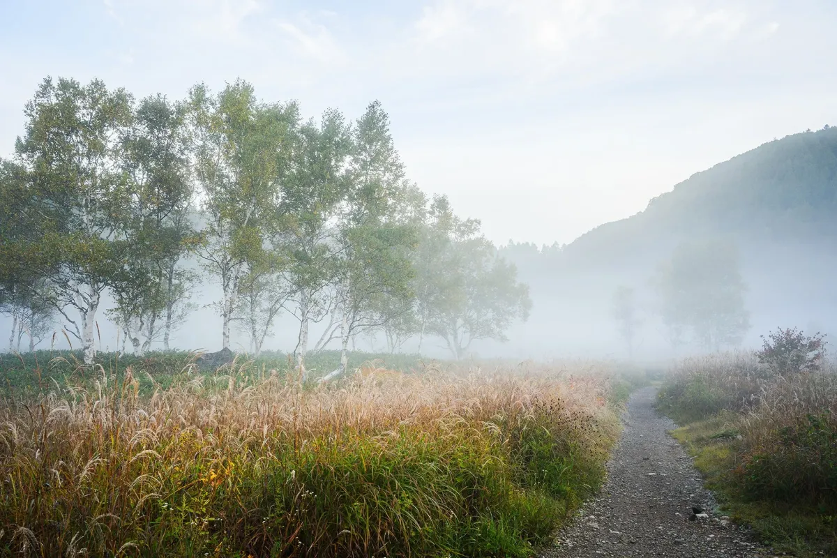 霧が立ち込める早朝の自然風景
