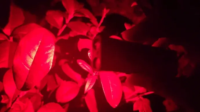 植物の葉に赤い光を当てている様子