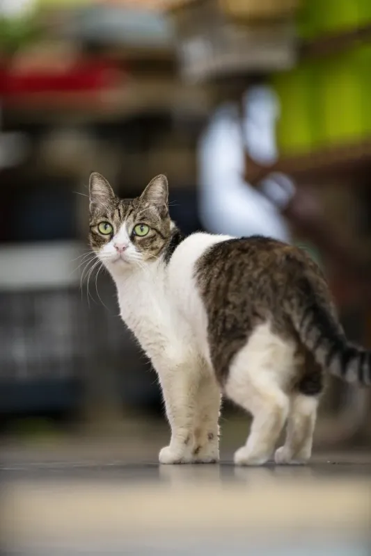 優れた描写性能