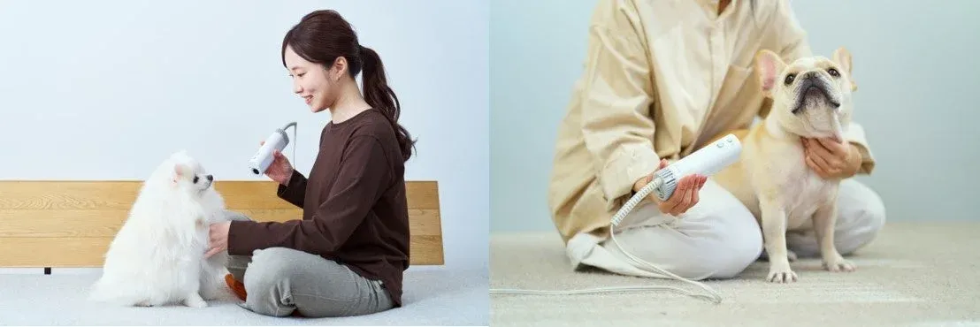 ペット,犬,ドライヤー,グルーミング,ポメラニアン,フレンチブルドッグ,ケア,室内,女性,動物,ペット用品