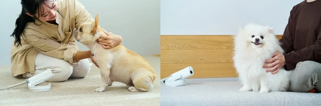 犬,ペット,フレンチブルドッグ,ポメラニアン,グルーミング,ペットケア,室内,飼い主,動物,癒し