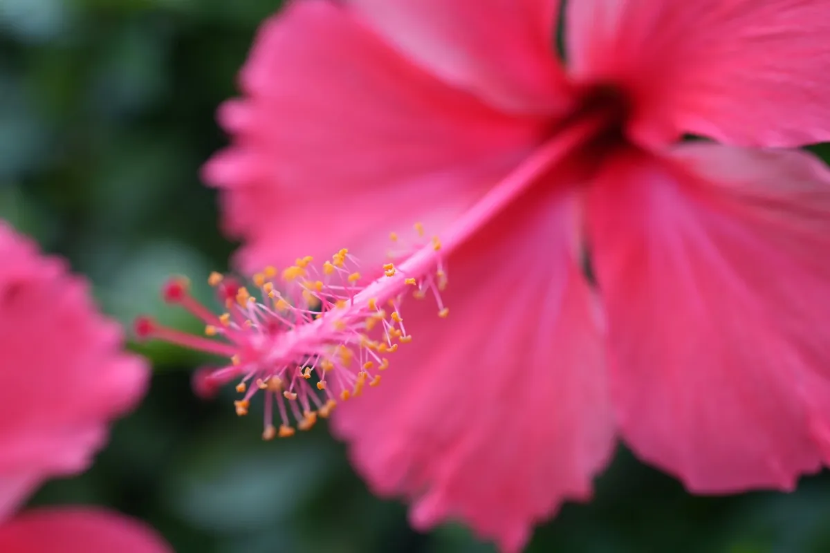 ハイビスカスの花