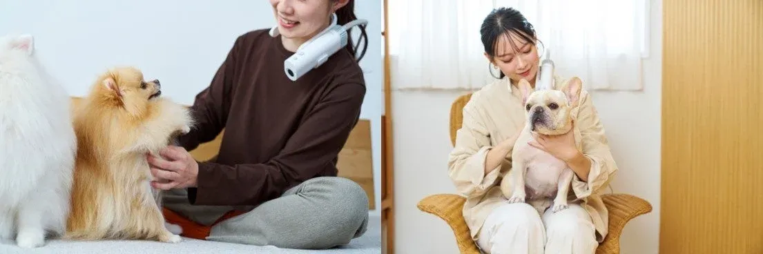 犬,ペット,首掛け扇風機,冷却,夏,室内,リラックス,ポメラニアン,フレンチブルドッグ,ペットケア,ライフスタイル,女性