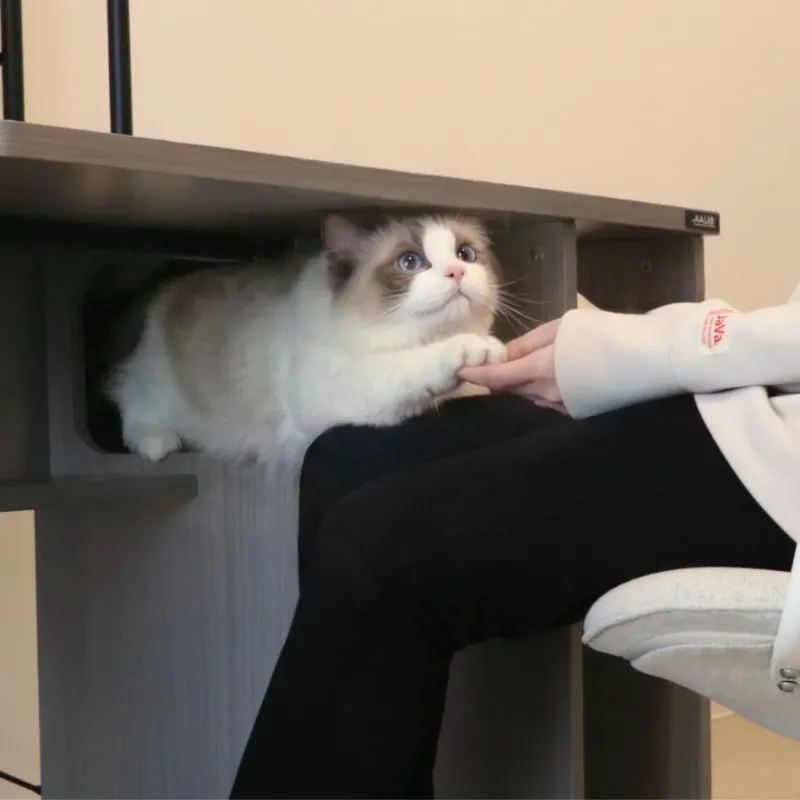 おひざアクセスゲートから手を握る猫