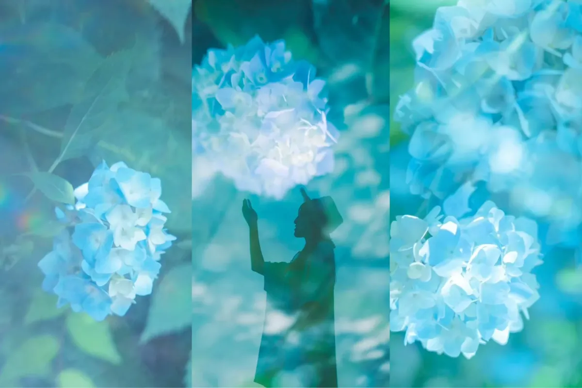 青い紫陽花と女性のシルエット